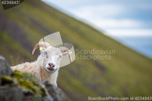 Image of Icelandic goat on Akrafjall mountain in Iceland