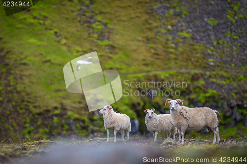 Image of Icelandic goats on Akrafjall mountain in Iceland