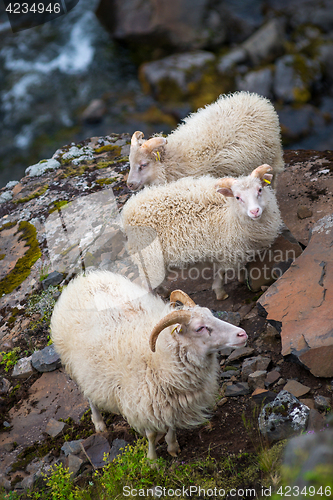 Image of Icelandic goats on Akrafjall mountain in Iceland