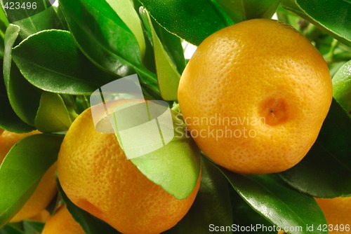 Image of Mandarin with leaves