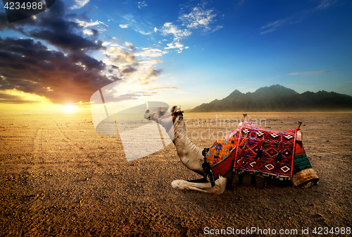 Image of Camel in the desert