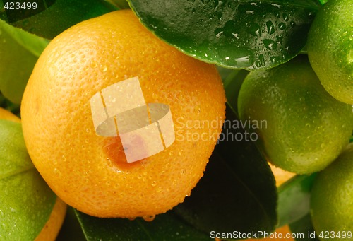 Image of Mandarin