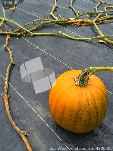 Image of Orange pumpkin growing on a vegetable patch