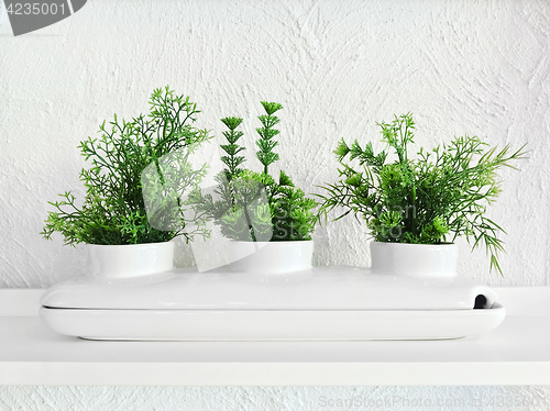 Image of Green plants in a white decorative ceramic pot