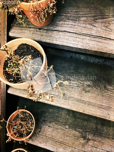 Image of Dry plants in pots on old wooden staircase