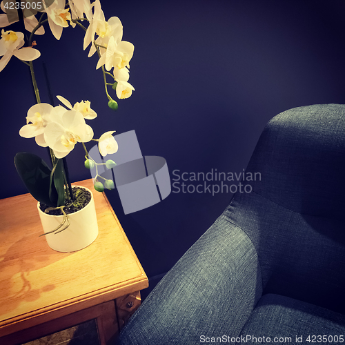 Image of Elegant orchid decorating a room