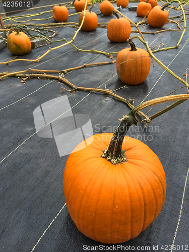 Image of Lots of pumpkins growing on a vegetable patch