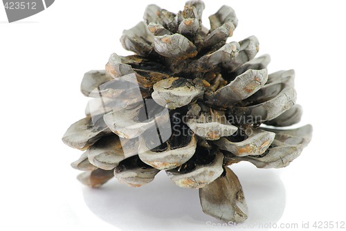 Image of Pinecone