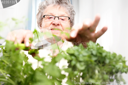 Image of Green windowsill, cultivation herbs at home. An elderly gray haired woman cut green shoots of herbs. 