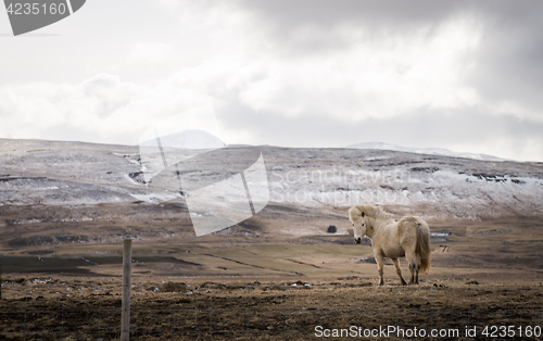 Image of Icelandic horse and the winter landscape