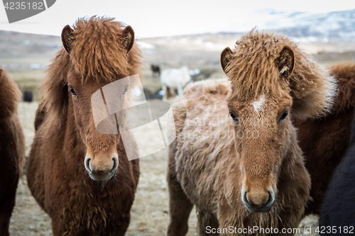 Image of Icelandic horses during cloudy day