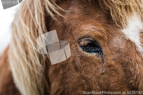 Image of Close up eye shot of the Icelandic horse