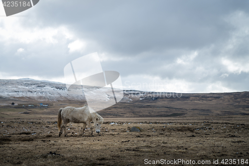 Image of Icelandic horse and the winter landscape