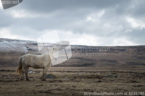 Image of Icelandic horse and the winter landscape