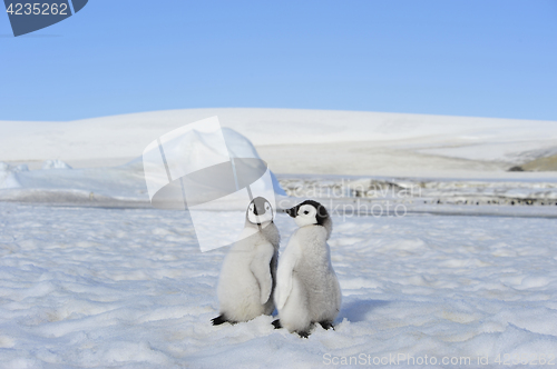 Image of Emperor Penguin chicks in Antarctica