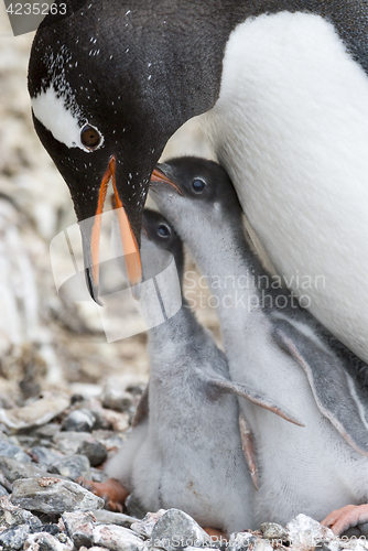 Image of Adult Gentoo penguiN with chick.