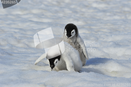 Image of Emperor Penguin chicks in Antarctica