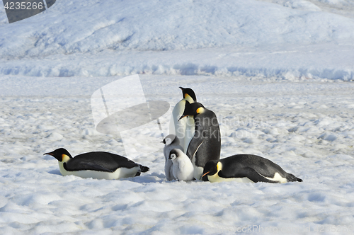 Image of Emperor Penguins with chicks