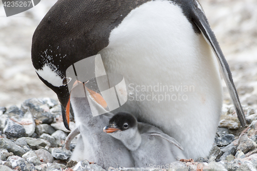 Image of Adult Gentoo penguiN with chick.