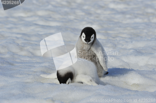 Image of Emperor Penguin chicks in Antarctica