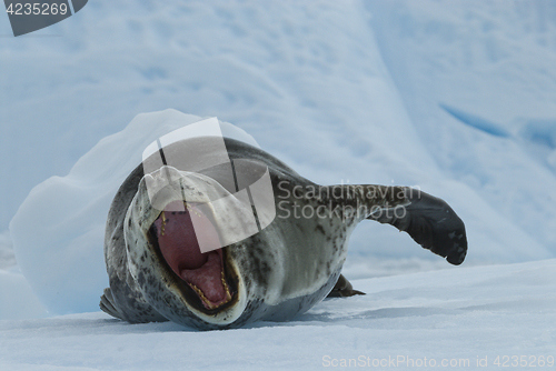 Image of Leopard Seal on Ice Floe