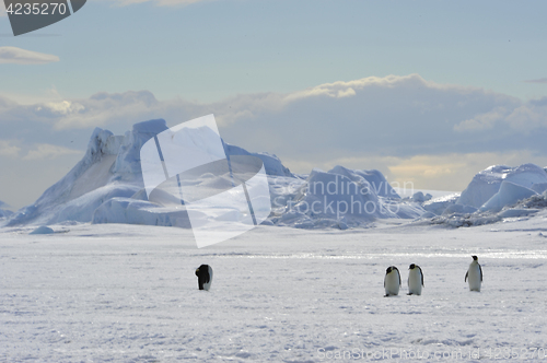 Image of Beautiful view of icebergs Snow Hill Antarctica