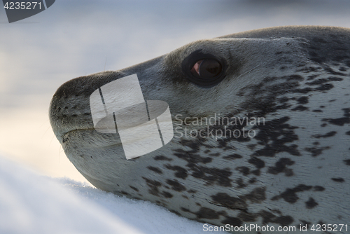 Image of Leopard Seal on Ice Floe