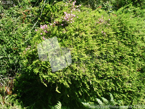 Image of Moss