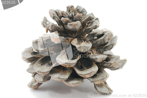 Image of Cone