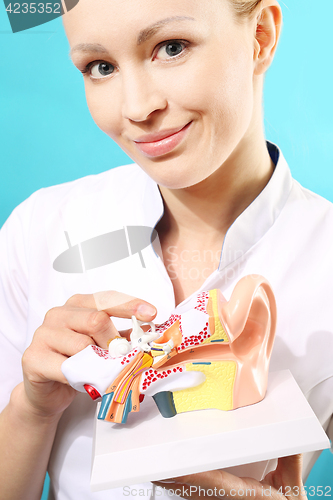 Image of Audiologist, model of the ear. Model of the auditory system