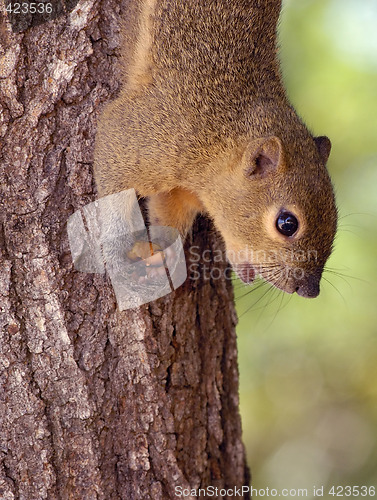 Image of Squirrel