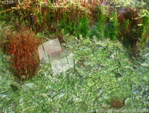 Image of Under Water Plants