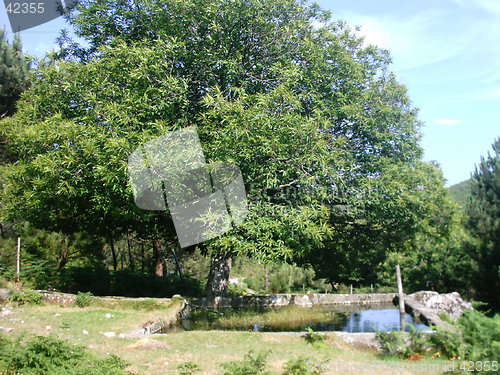 Image of Big Tree