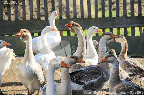 Image of geese