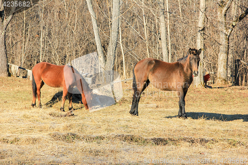 Image of horses grazing in spring
