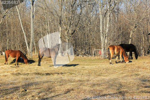 Image of horses grazing in spring