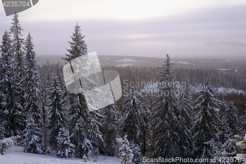 Image of winter forest, snowdrifts and trees, Finland