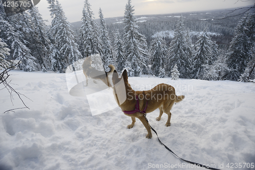 Image of winter landscape with two dogs, Finland