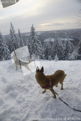 Image of winter landscape with two dogs, Finland