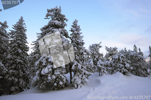 Image of winter forest, snowdrifts and trees, Finland