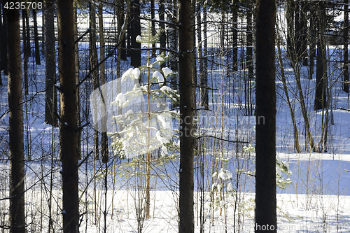 Image of winter forest, snowdrifts and trees, Finland