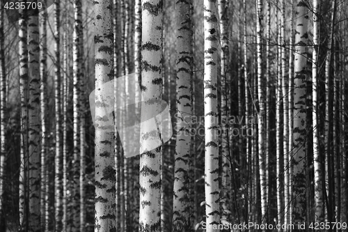 Image of birch trunks fill the space frame