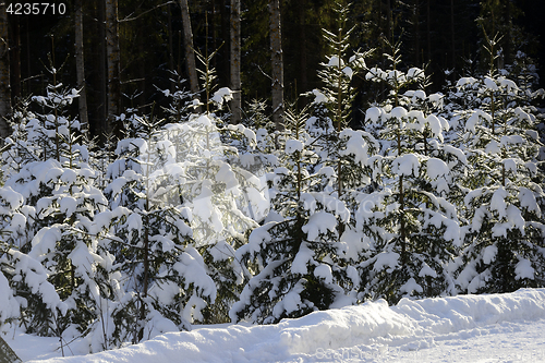 Image of winter forest, snowdrifts and trees, Finland