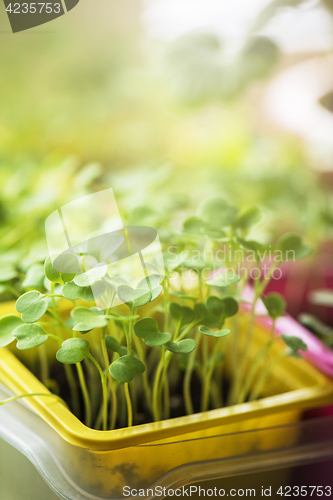 Image of Rukkola growing in a pot