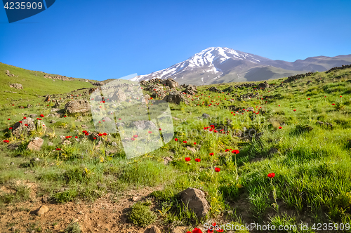 Image of Red poppy flowers