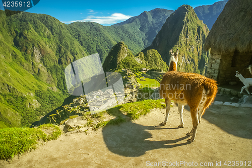 Image of Llama in mountains