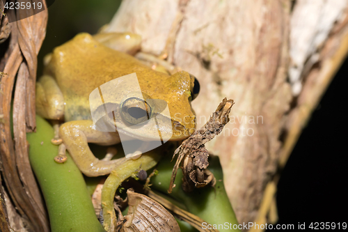 Image of Beautiful small frog Boophis rhodoscelis Madagascar