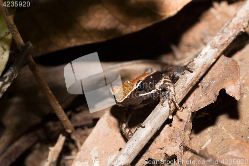 Image of Beautiful small frog brown mantella Madagascar