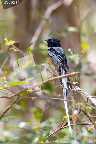 Image of Madagascar bird Paradise-flycatcher, Terpsiphone mutata