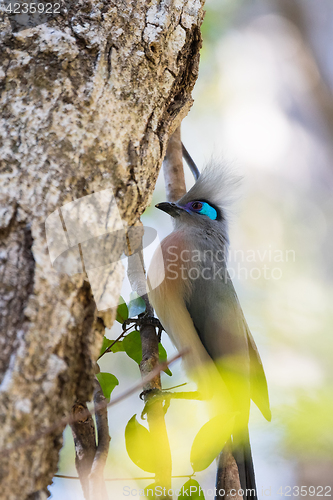 Image of Crested coua bird (Coua cristata) Madagascar